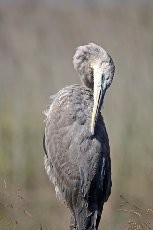 a very pretty bird standing in the tall grass