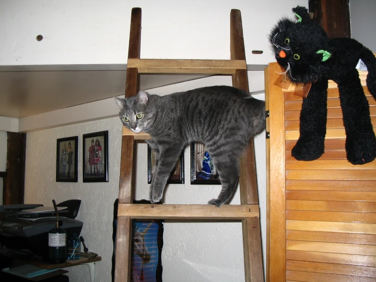 a grey cat is on top of a ladder next to a stuffed animal