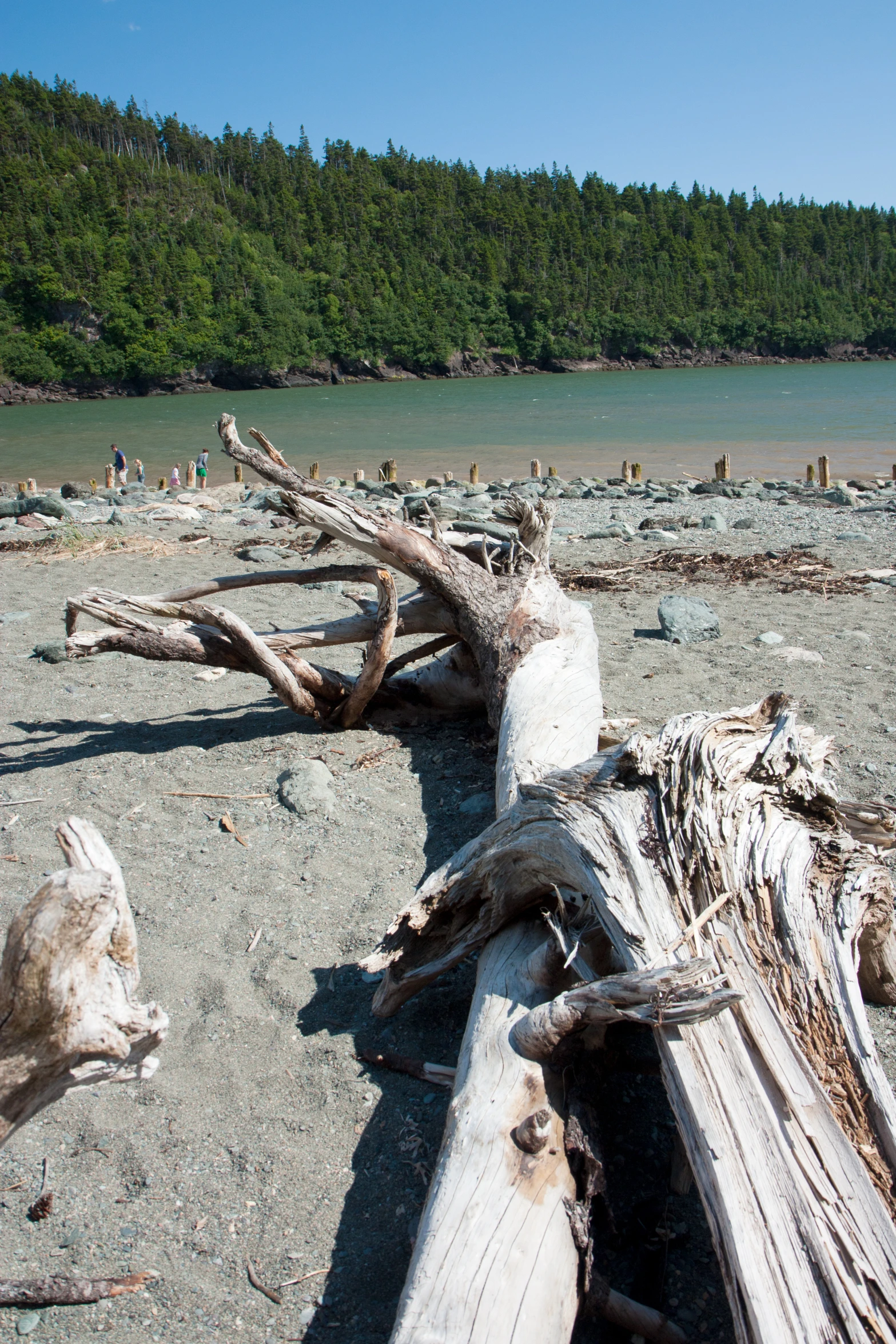 an un - fell tree is laying on the beach