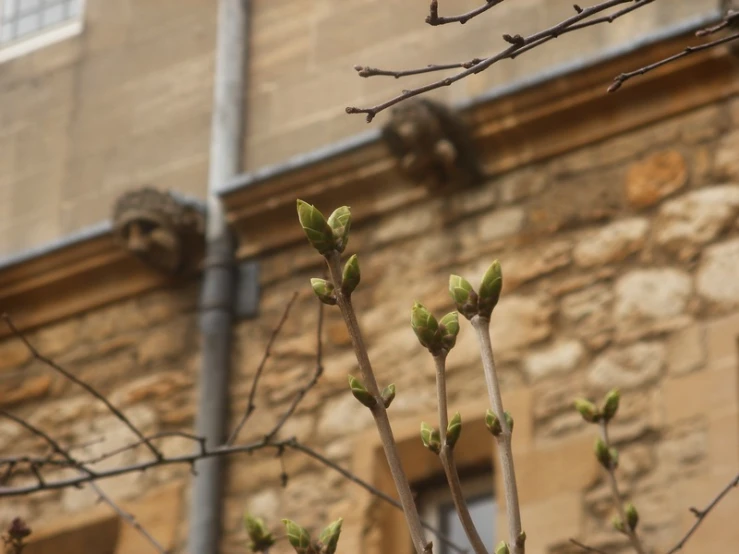 the buds of a fruit tree, near an old stone building