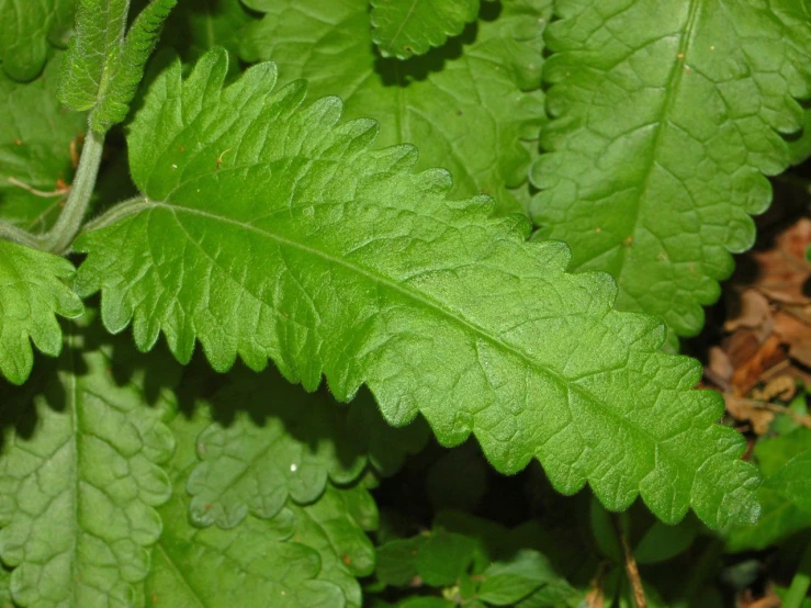 the green leaf of a tree has it's own frond