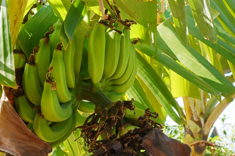 a huge group of green bananas on a tree