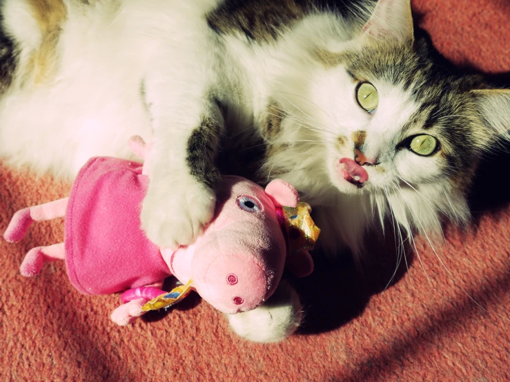 a cat laying with a pink pig plush toy