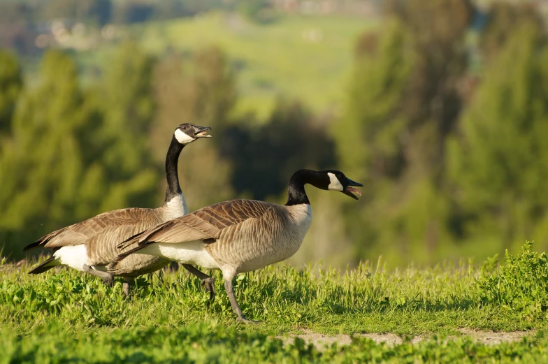 two canadian geese on a grassy hill with some trees in the background