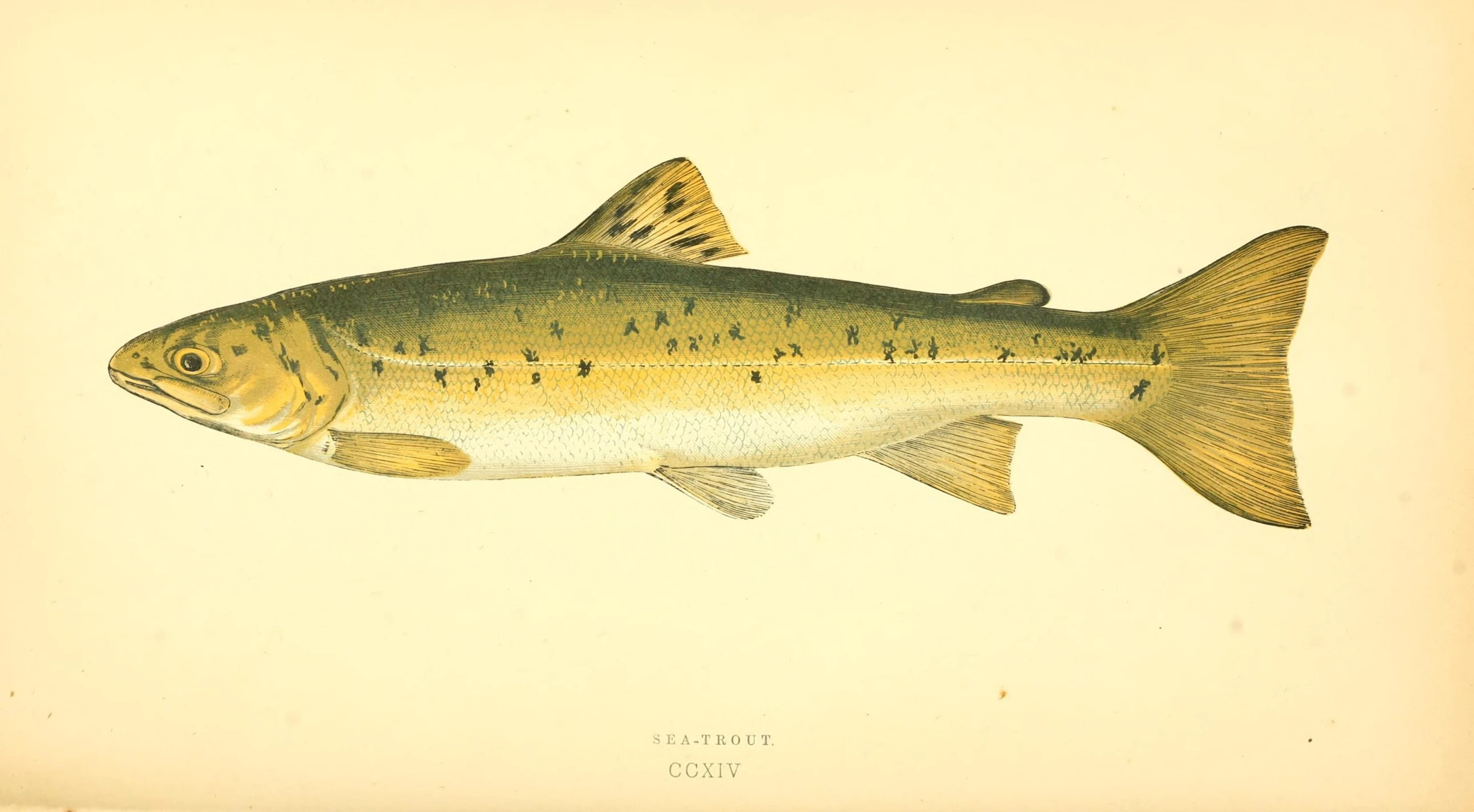 this is a colored illustration of a fish