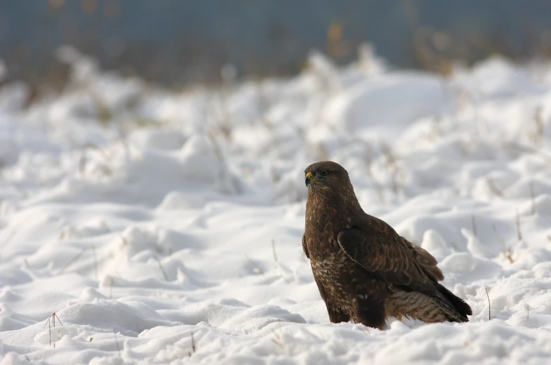 a very pretty bird sitting in the snow