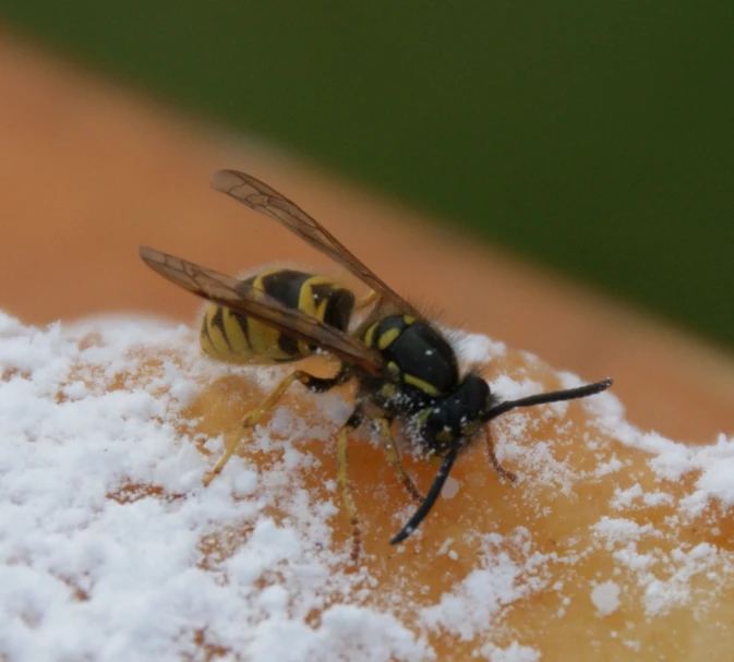 there is a bee on the lemon that has some snow all over it