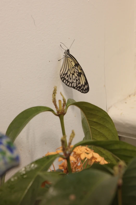 a large erfly standing on a leafy plant