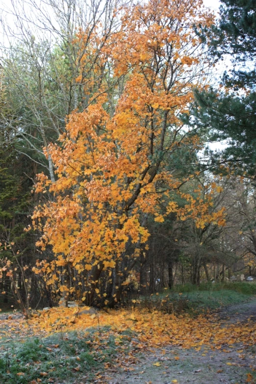 an autumn colored tree stands among the leaves