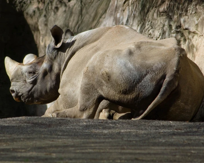 a rhino standing next to a stone wall