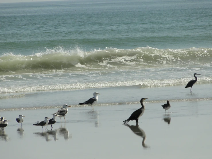 seagulls and other birds on the beach and in the ocean