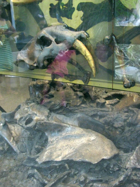 a skull on display with a large knife sticking out of its mouth