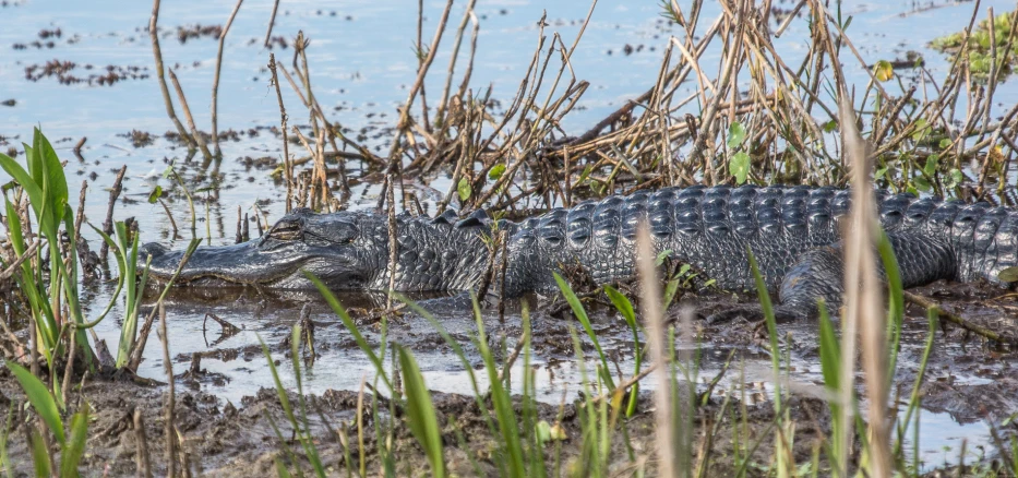 a large alligator resting on top of some water