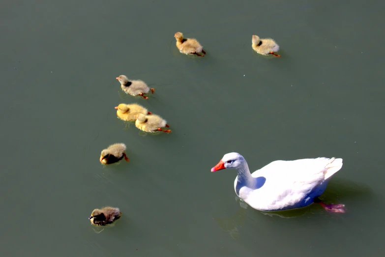 a white duck standing in the water surrounded by other ducks