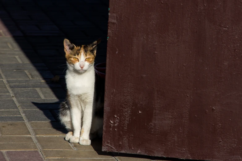 a cat that is sitting down on the ground