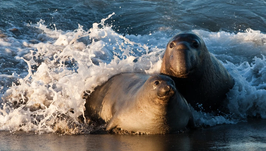 a couple of elephants swimming on top of a beach