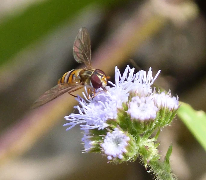 a very cute bee by some pretty flowers