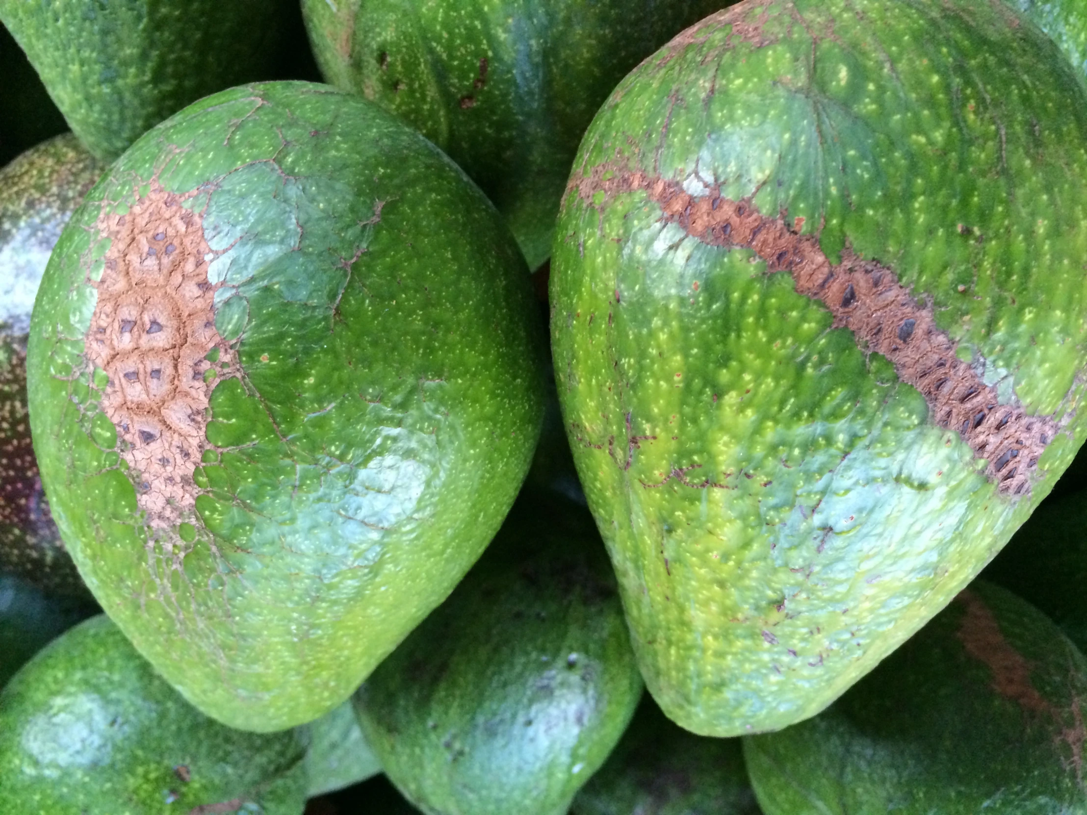 the avocados are colorfully arranged together