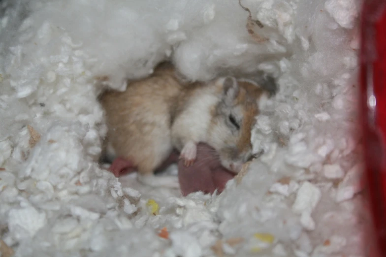 the little hamster is standing in a large pile of white foam