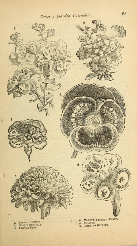 a drawing depicting different areas of plants