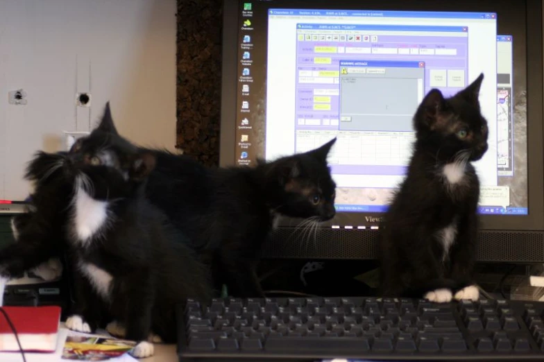three kittens sit on a desk next to a computer monitor