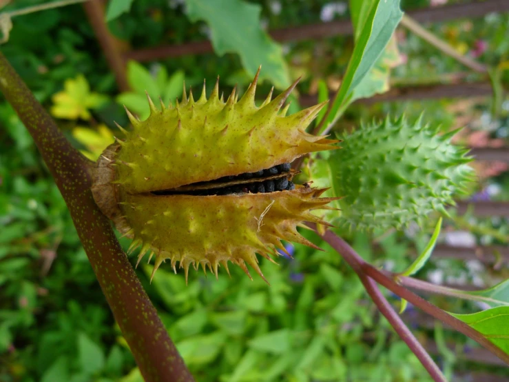 a leaf insect is sitting on a green berry