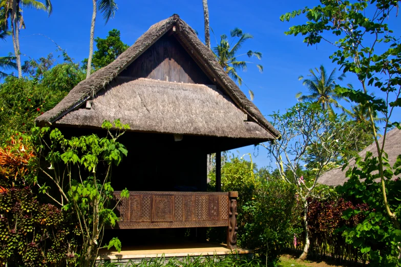 a house in a lush jungle with palm trees