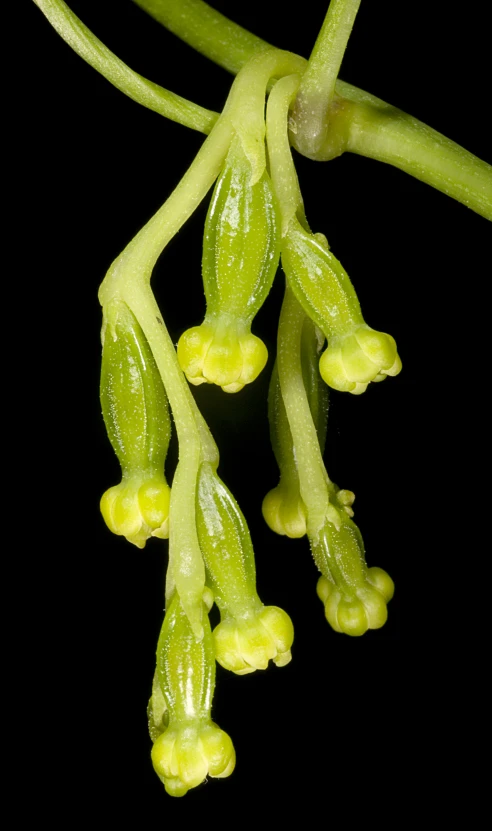 a group of small, yellow leaves that have already wilted