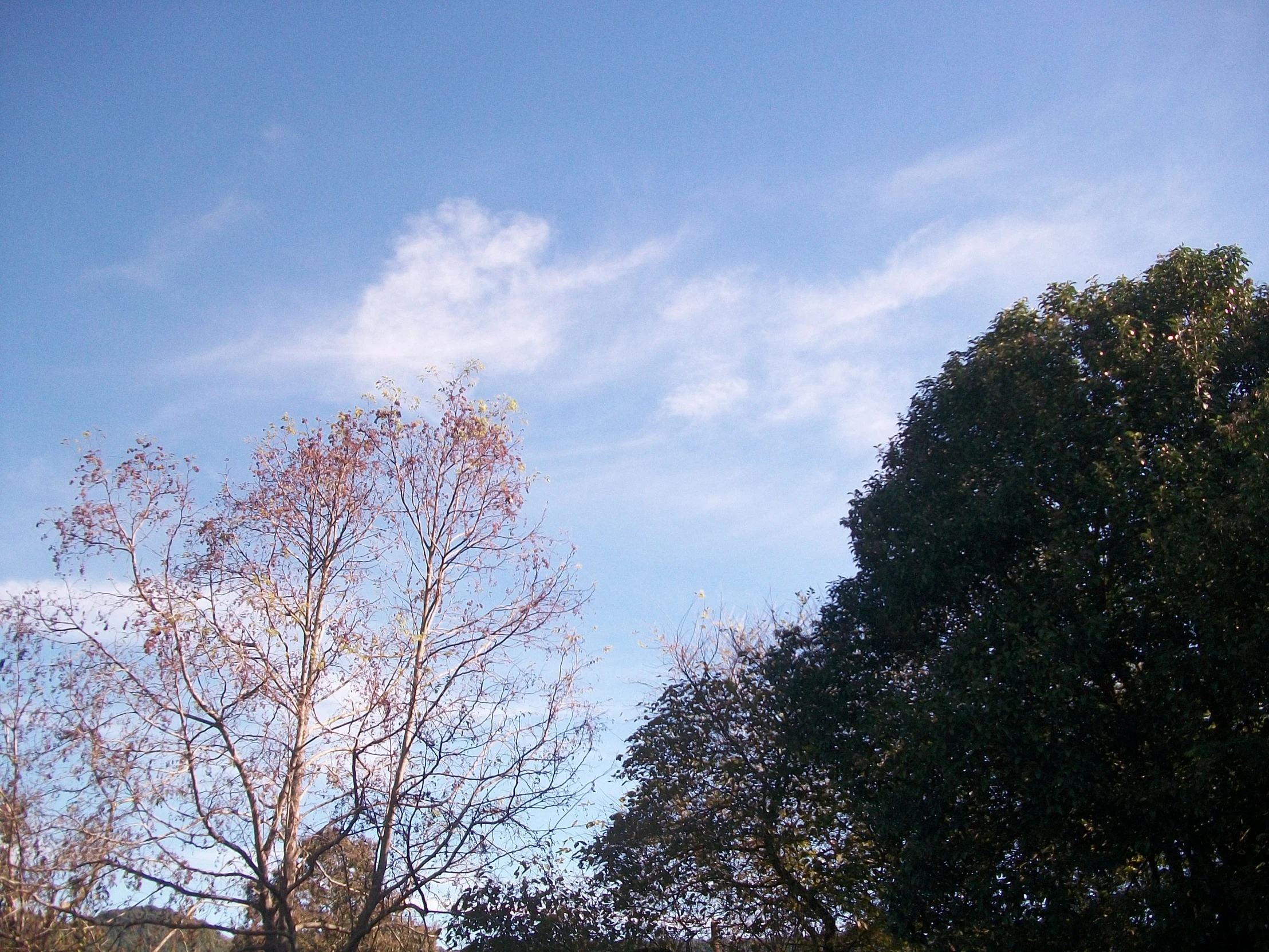 two trees against a blue sky and white clouds