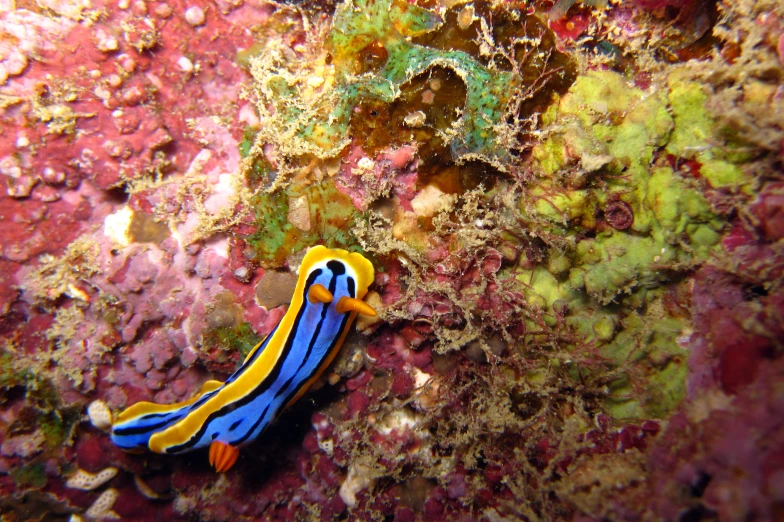 an insect that is on some colored rock