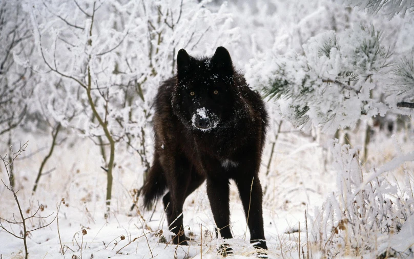 black wolf standing in the snow looking at camera