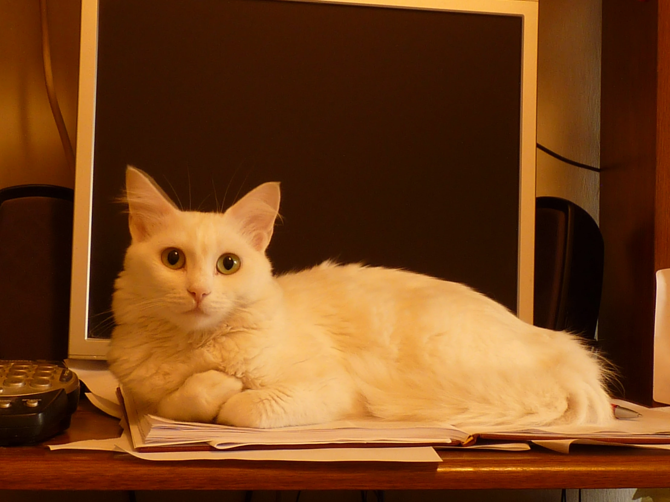 a white cat is laying on a desk