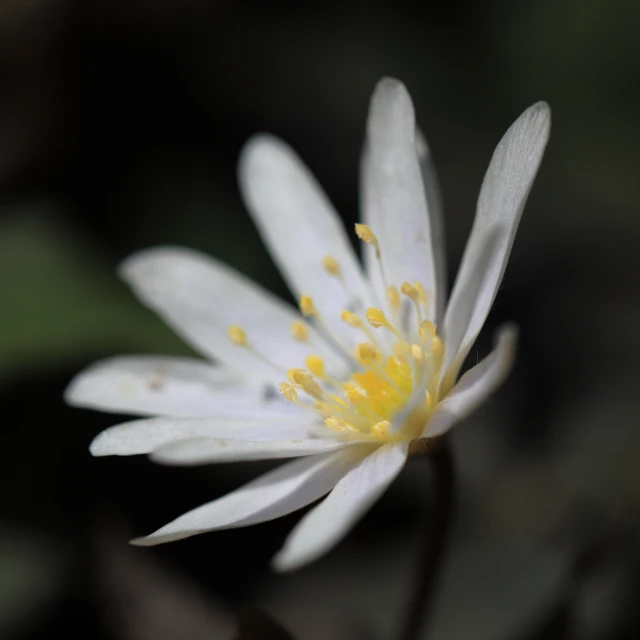 a closeup view of a flower that is white with yellow tips