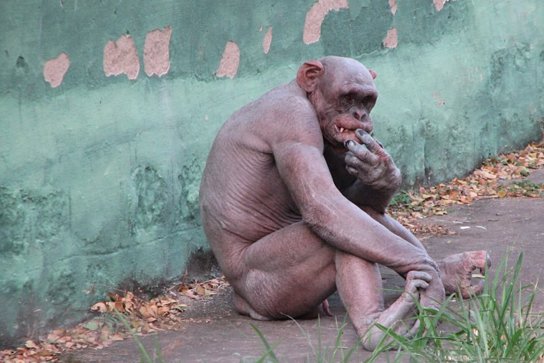 a gremo is sitting on the ground outside