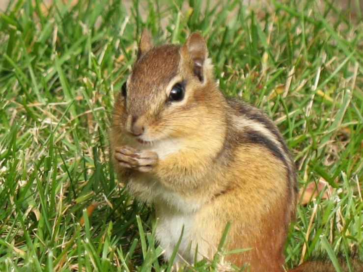 a small chipmun is standing in the grass eating soing