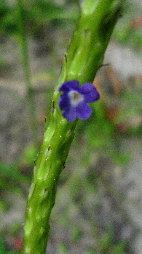 a purple flower that has been budded off