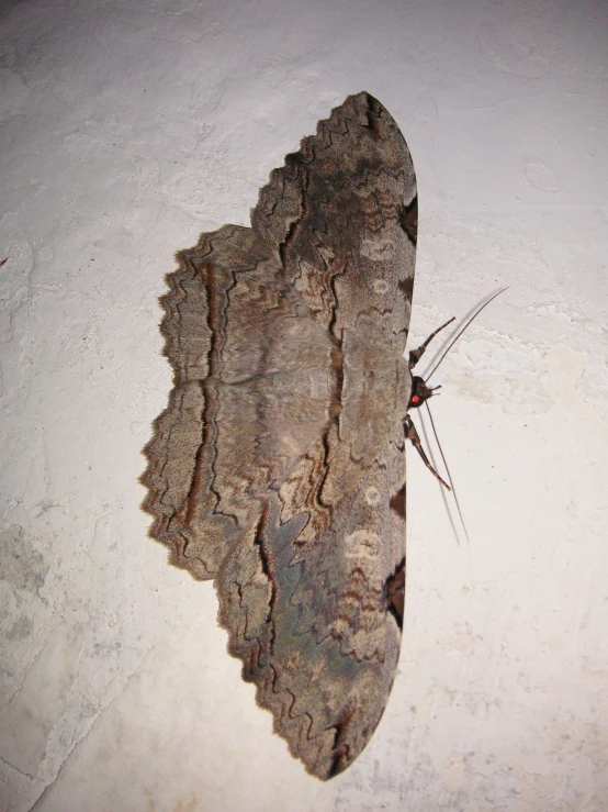 a brown insect on top of some white stuff