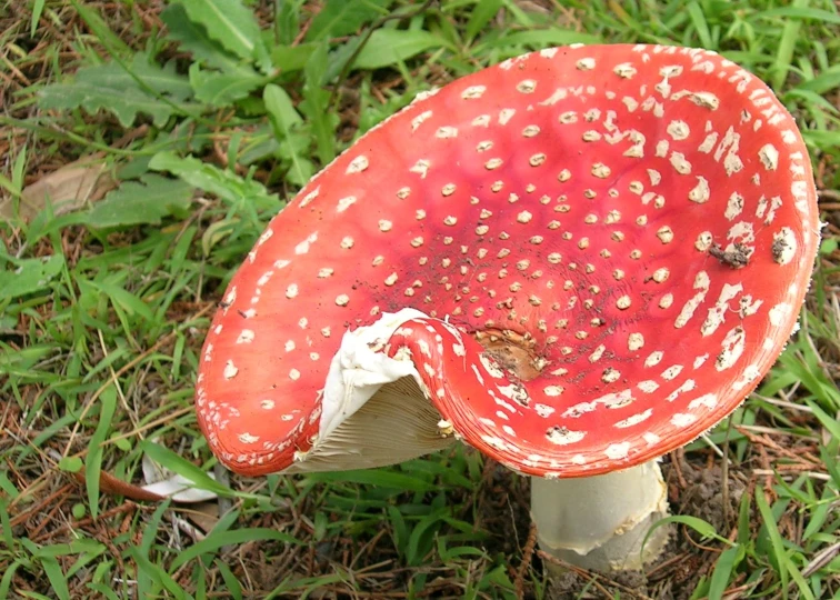 a small red mushroom is growing on the ground