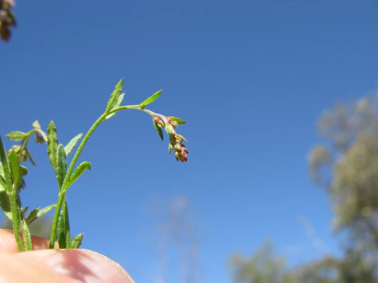 a hand holding some green plants and flowers