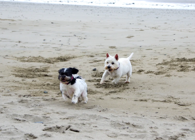 two white dogs are running on the sand