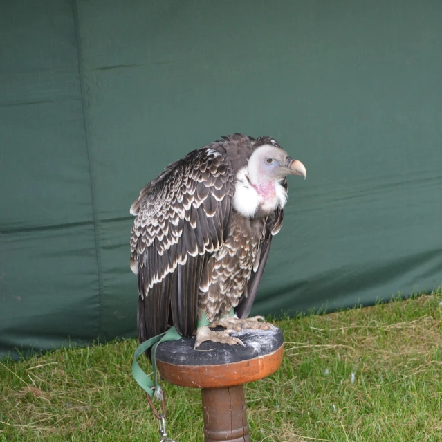 there is a large bird sitting on top of a pedestal