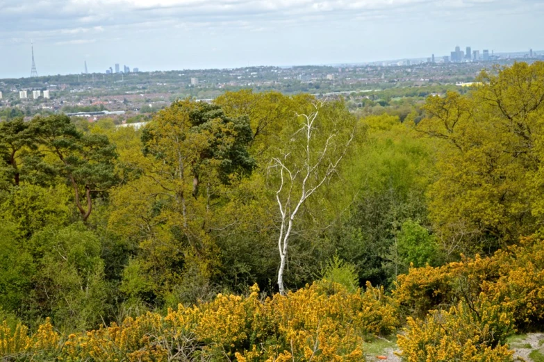 a view of the city behind a small forest