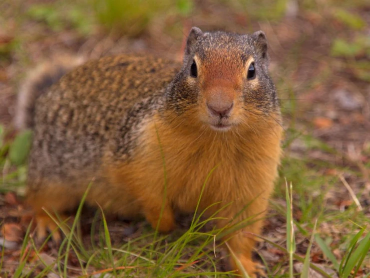 a small squirrel sitting in the grass with its mouth open