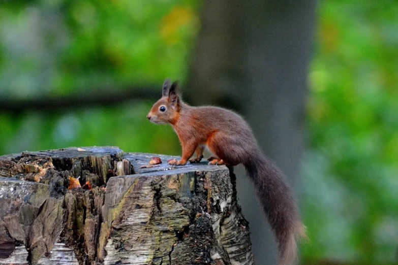 a red squirrel sits on top of a wooden stump