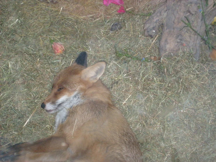 an orange fox with black nose laying on ground