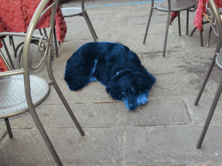 a dog is laying under a chair outside