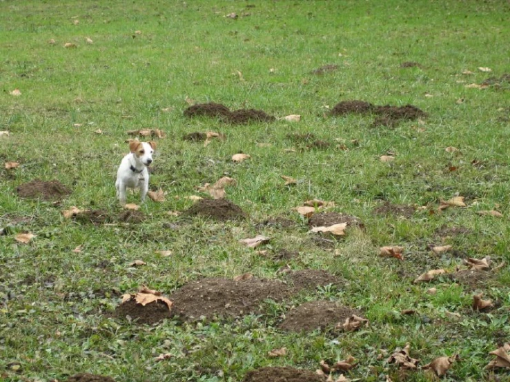 a dog standing in the middle of a field