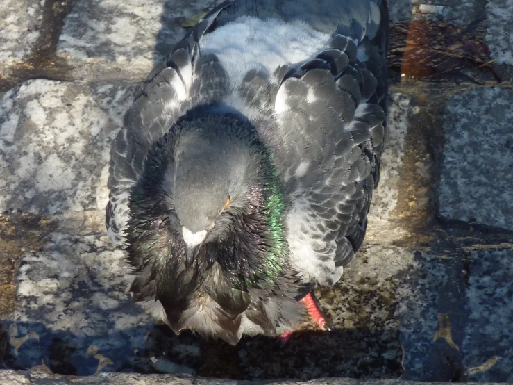 a pigeon stands on rocks next to a ledge