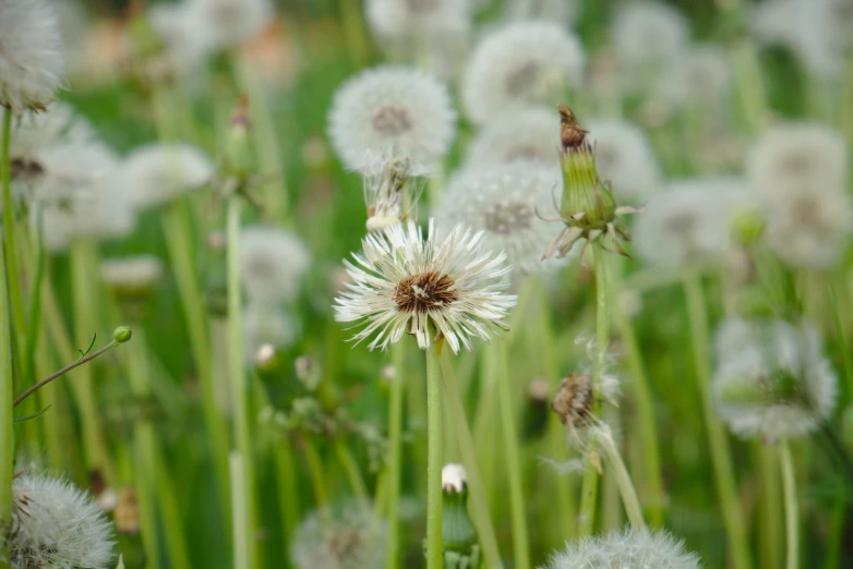 a field full of white flowers and a fly