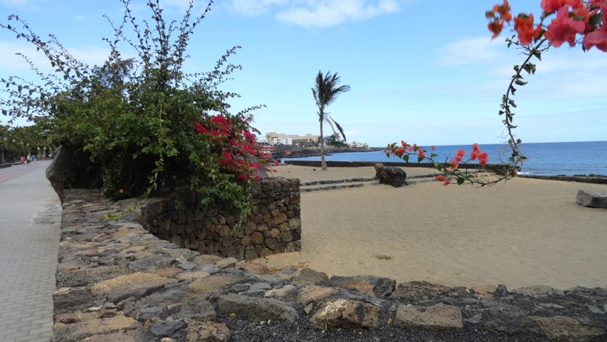 a tree is hanging over a beach near the ocean